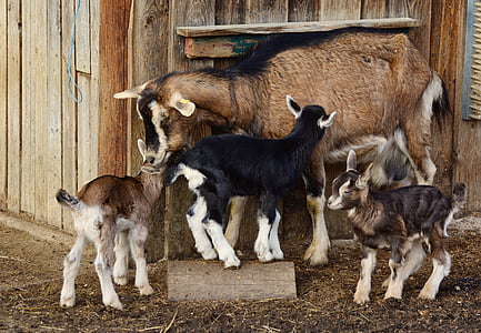 brown and black goat with three kids