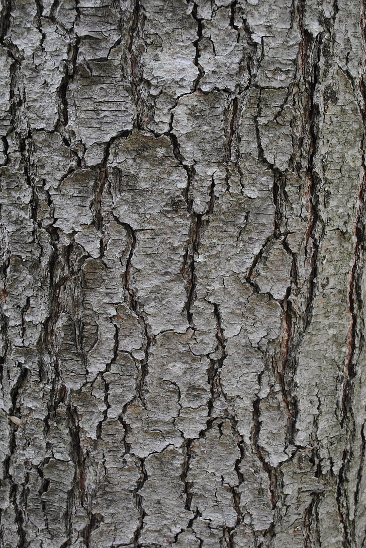 texture, tree bark, trunk, grey, textured, backgrounds