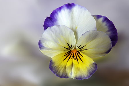 closeup photography of white and purple pansy flower