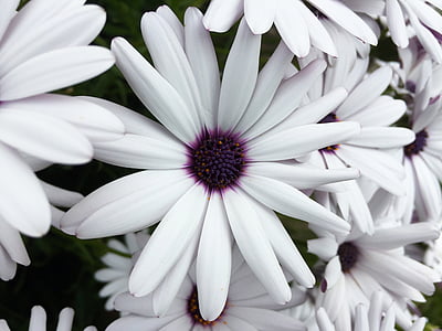 white-and-purple daisies