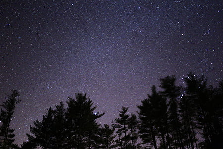 trees during night under stars