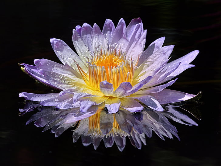 purple and yellow waterlily flower in bloom