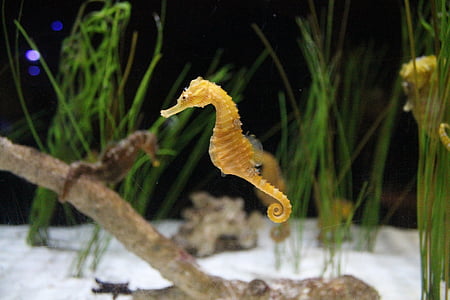 brown seahorse under water