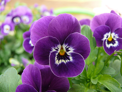 closeup photo of purple petaled flowers