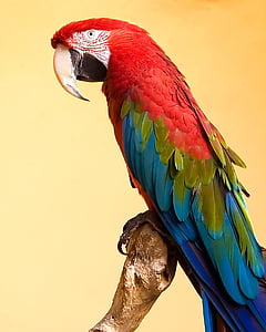 photo of blue, red, and green parrot