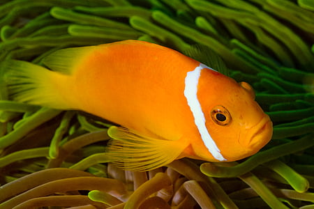 photo of orange and white pet fish