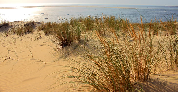 green grass field on brown sand near blue ocean water during daytime