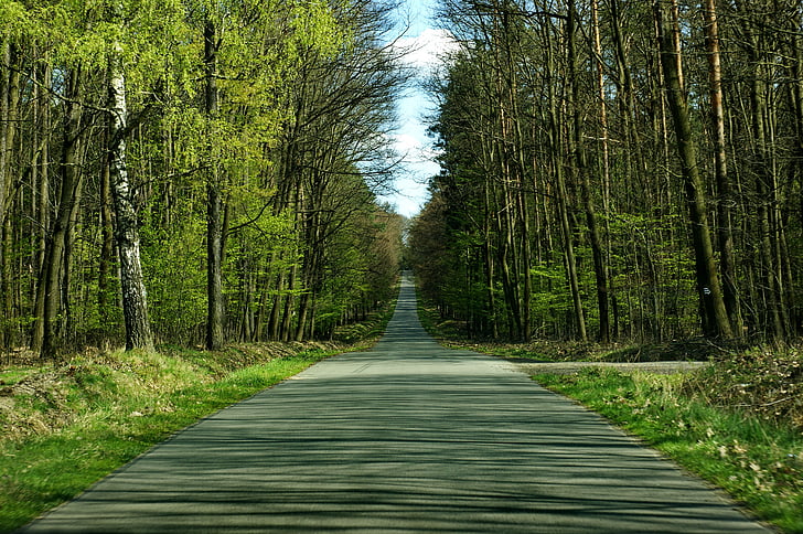 gray concrete road between green trees