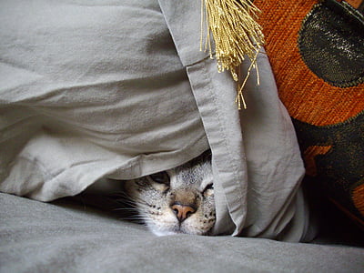 cat hiding at gray cloth