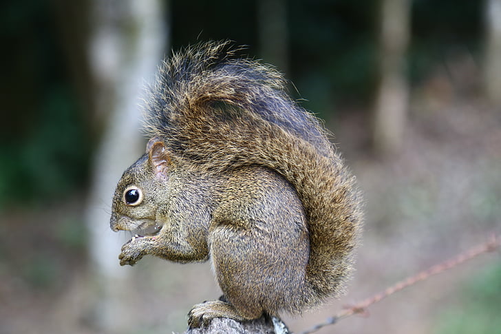 selective focus photography of squirrel on gray platform