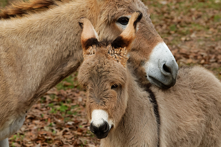 selective focus photography of two donkey heads