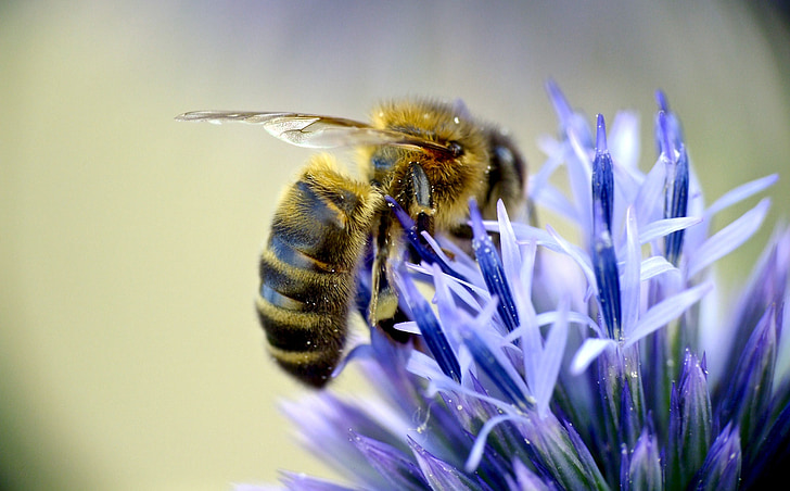 bee sucking pollen from purple flower