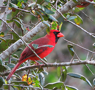 red cardinal on top of plant stem