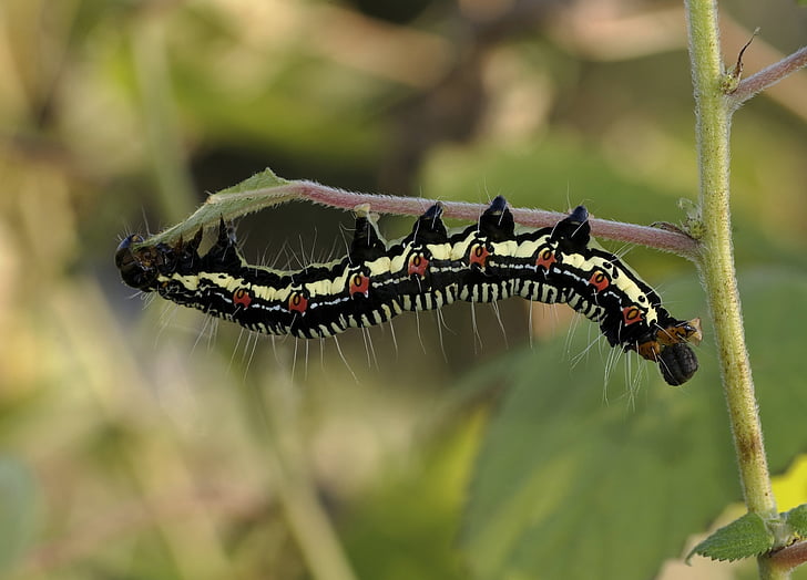white and black caterpillar