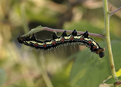 white and black caterpillar