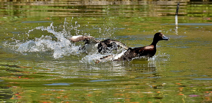 brown duck swim on water