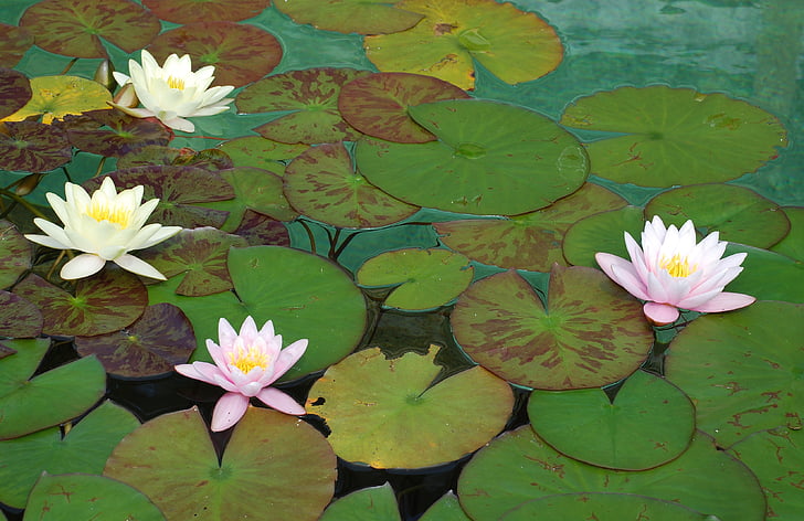 white and pink petaled flowers water lily on water