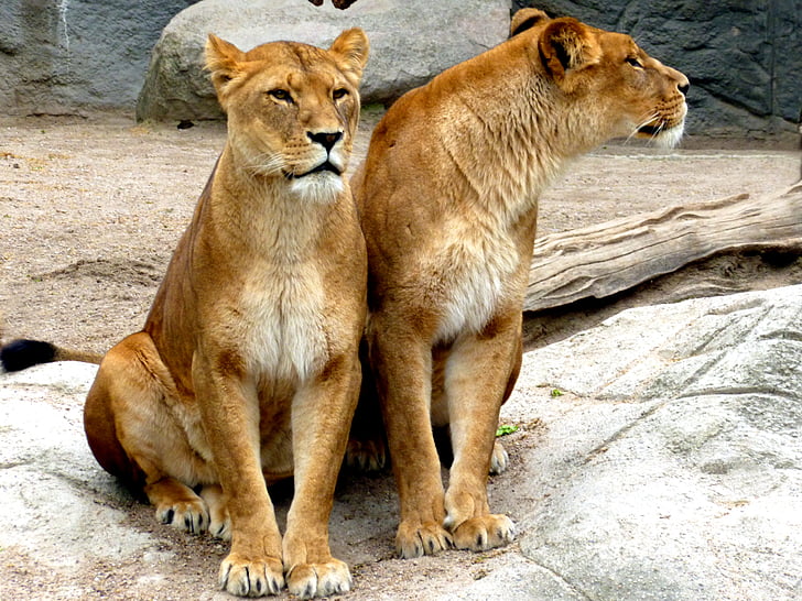 two lioness sitting on concrete ground