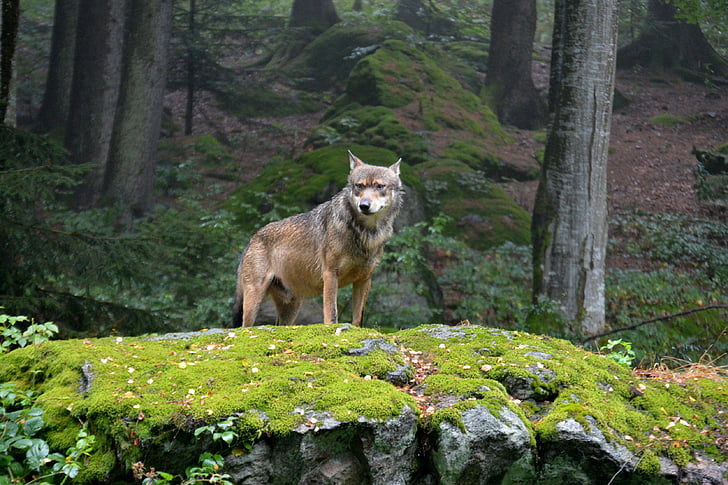 brown Coyote standing on green grass field on rock cliff during daytime