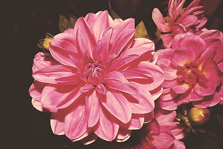 closeup photo of pink petaled flowers