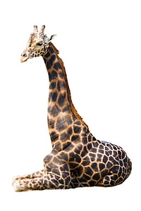 giraffe on white surface