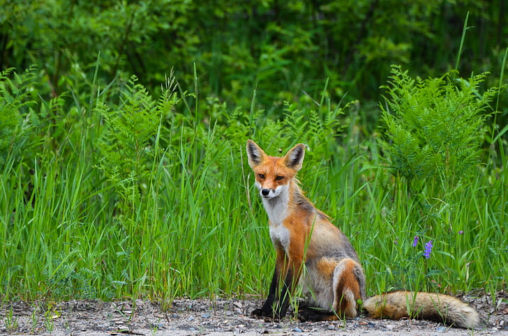 brown fox seat near green grass at daytime