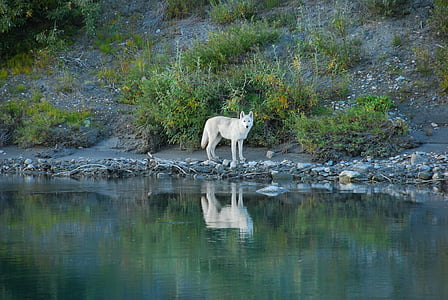 white wolf near body of water