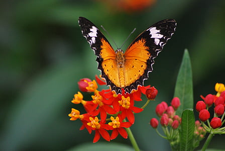 closeup photography of brown and black butterfly on red flower