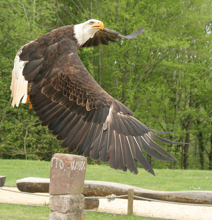 brown and white eagle flying above stacked stones at daytime