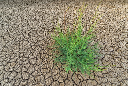 landscape photography of green leafed plant on dried land