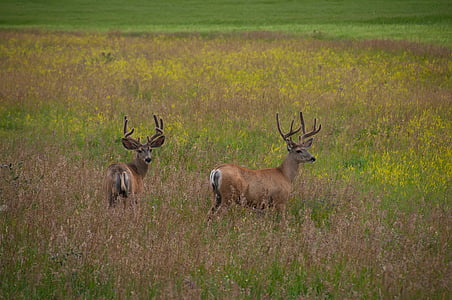 brown moose on field