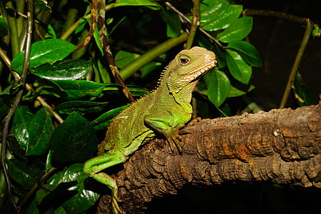 green reptile on wood brand near green leaf