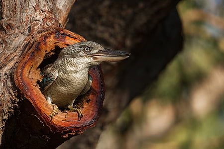 gray bird inside tree log