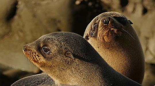 two brown sealions