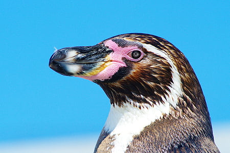close-up photography of penguin