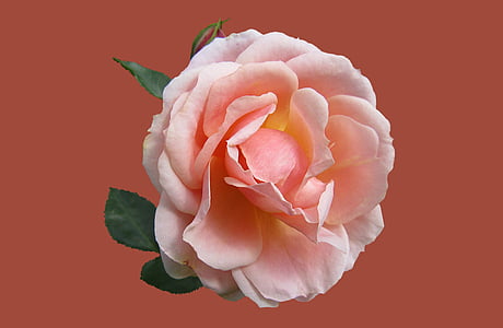 close up photography of pink rose in bloom