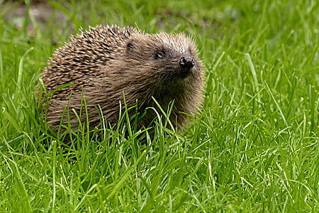 brown hedgehog on green grass