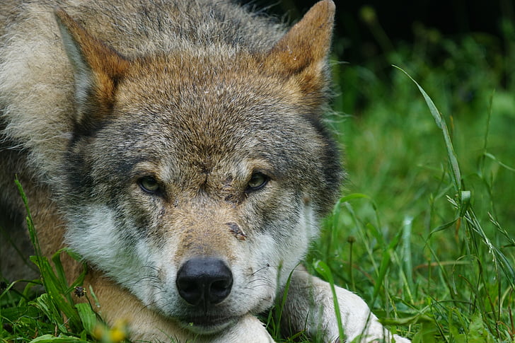 close-up photo of brown and gray wolf lying on green grass