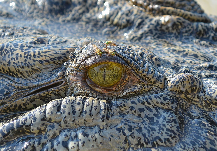 close-up photo of gray crocodile