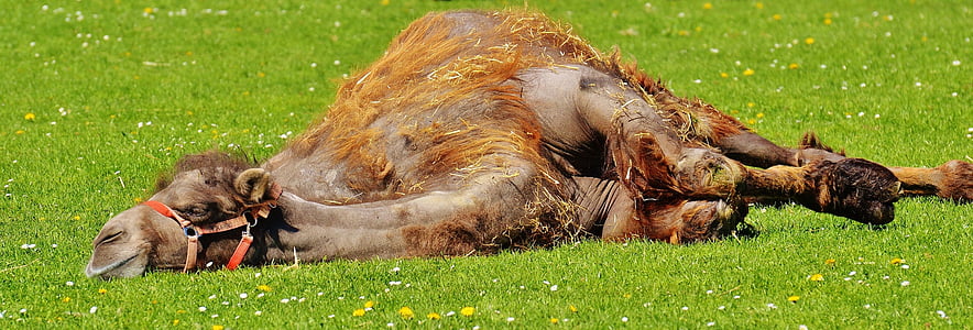 brown camel laying on green grass