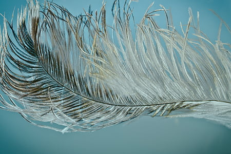 closeup photo of feather