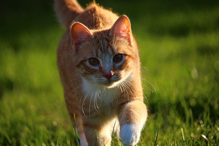 shallow focus photography of brown tabby cat on the grass