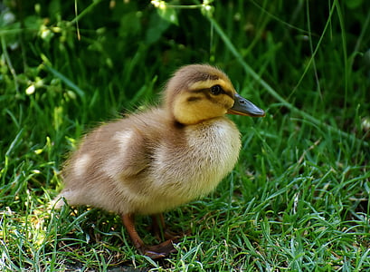 duckling on grasses during daytime