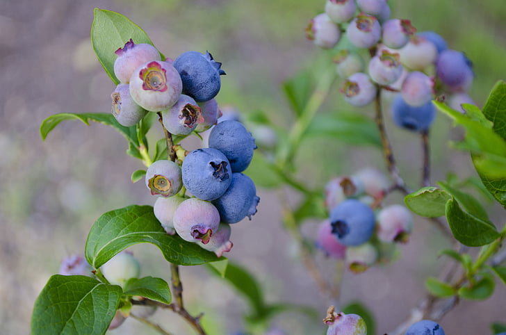 shallow focus photography of blue round fruits