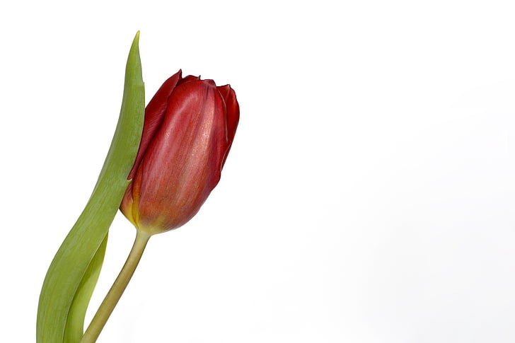 red tulip with white background
