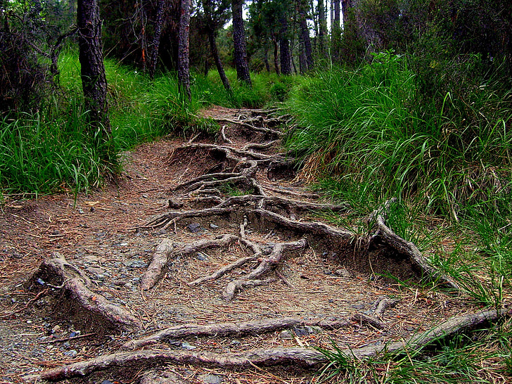 soil pathway surrounded by trees