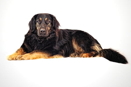 adult black and brown Rottweiler