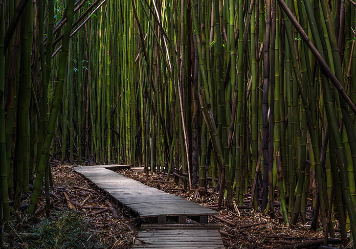 gray wooden pathway in between bamboos