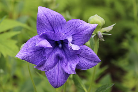 purple Browallia flower macro photography