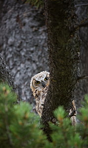 owl perching on bough